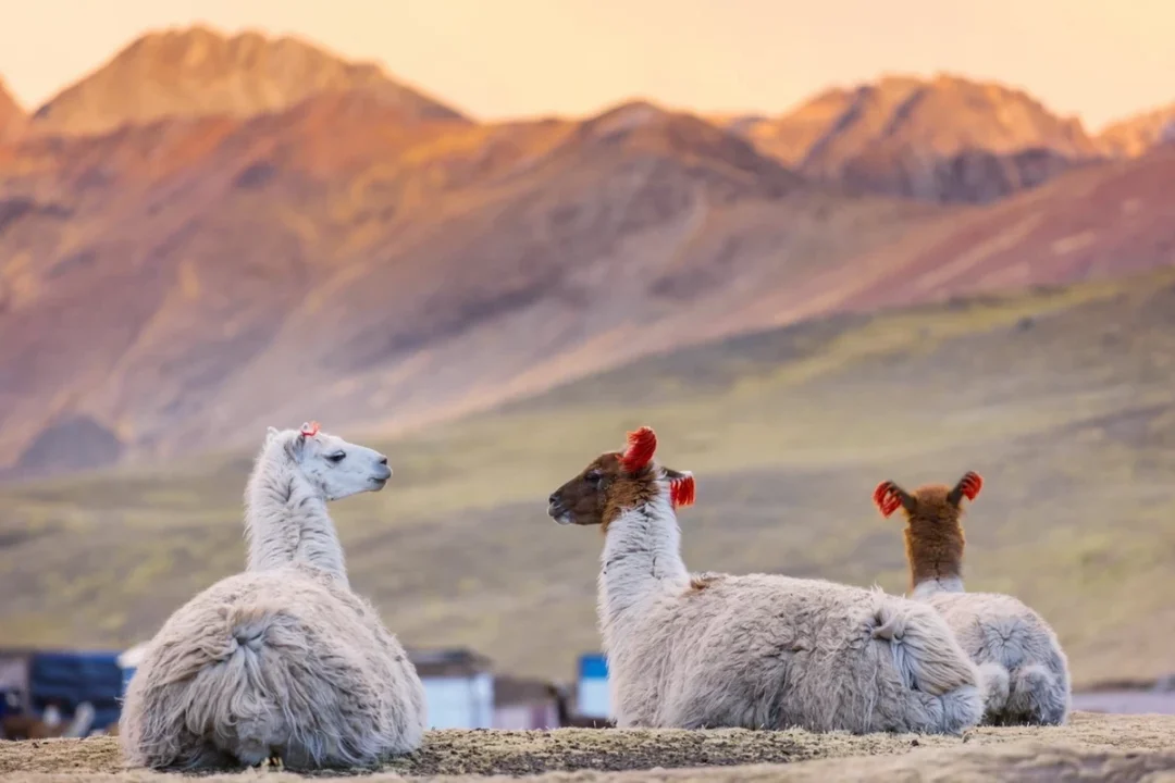 Montaña Vinicunca - Cusco